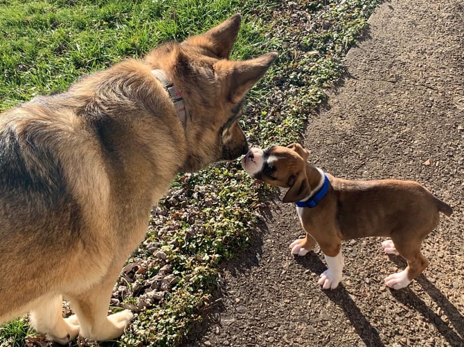 Pet-Friendly Cabin Rentals
