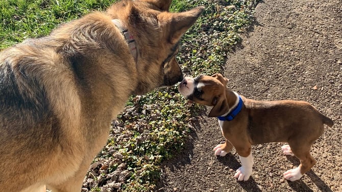 Pet-Friendly Cabin Rentals